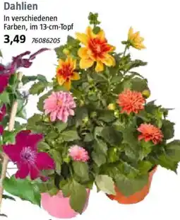 Bauhaus Dahlien Angebot