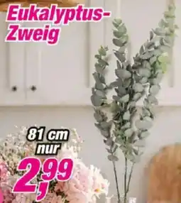 Posten Börse Eukalyptus Zweig Angebot