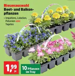 Thomas Philipps Riesenauswahl Beet- und Balkonpflanzen Angebot
