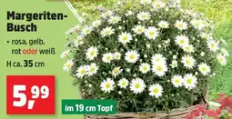 Thomas Philipps Margeriten- busch Angebot
