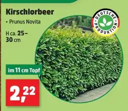 Thomas Philipps Kirschlorbeer Angebot