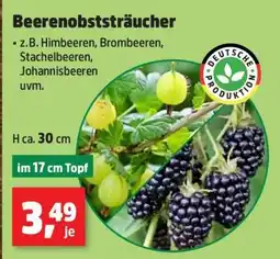 Thomas Philipps Beerenobststräucher Angebot