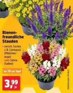 Thomas Philipps Bienenfreundliche Stauden Angebot