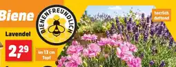Thomas Philipps Lavendel Angebot