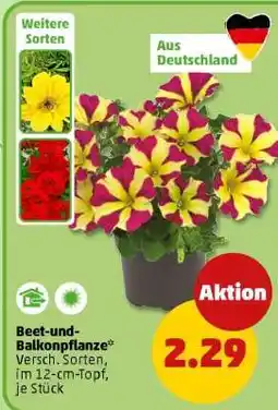 PENNY Beet-und Balkonpflanze Angebot