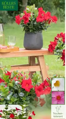 Pflanzen Kölle Dipladenia Busch Angebot