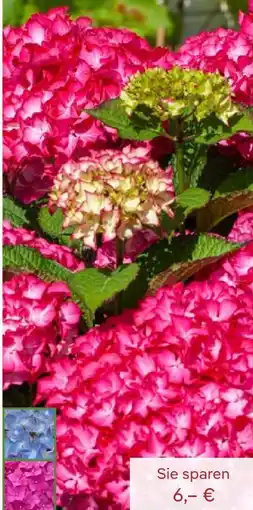 Pflanzen Kölle Gartenhortensie Angebot