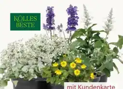 Pflanzen Kölle Kölle's Beste Pflegeleichte Pflanzen Angebot