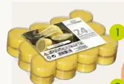 Pflanzen Kölle Citronella Duftteelichte Angebot