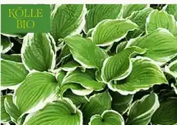 Pflanzen Kölle Kölle's Bio Funkie Hosta Angebot