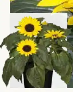 Pflanzen Kölle Sonnenblume Angebot