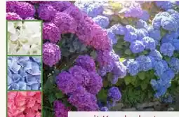 Pflanzen Kölle XL-Gartenhortensie Angebot