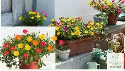 Pflanzen Kölle Portulakröschen Trio Angebot