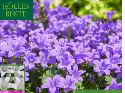 Pflanzen Kölle Kölle's Beste Polster-Glockenblume Angebot