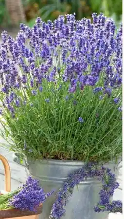 Pflanzen Kölle Lavendel XL Angebot