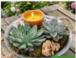 Pflanzen Kölle Hauswurz-Arrangements Angebot