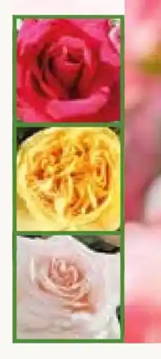 Pflanzen Kölle Duftende Strauchrose Angebot
