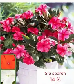 Pflanzen Kölle Edellieschen Angebot