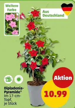 PENNY Dipladenia-pyramide Angebot