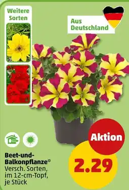 PENNY Beet- und balkonpflanze Angebot