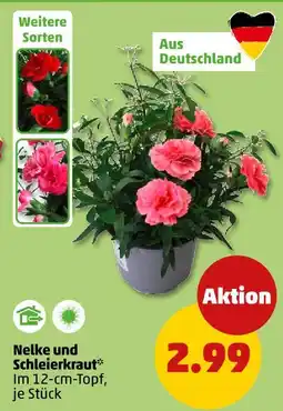 PENNY Nelke und schleierkraut Angebot