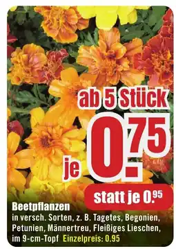 B1 Discount Baumarkt Beetpflanzen Angebot