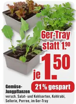 B1 Discount Baumarkt Gemüse- Jungpflanzen Angebot