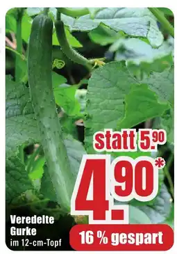 B1 Discount Baumarkt Veredelte Gurke Angebot