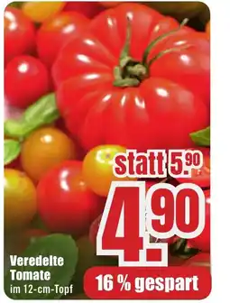 B1 Discount Baumarkt Veredelte Tomate Angebot