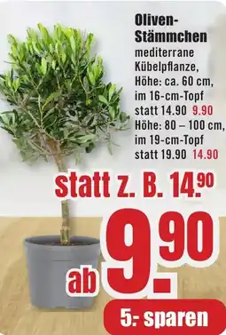 B1 Discount Baumarkt Oliven- Stämmchen Angebot