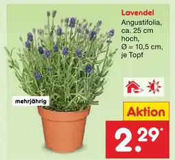 Netto Marken-Discount Lavendel angustifolia Angebot
