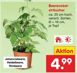 Netto Marken-Discount Beerenobststräucher johannisbeere Angebot