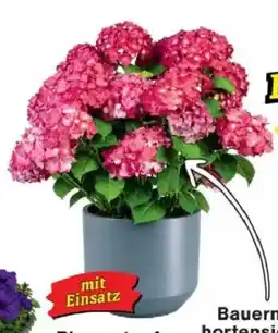 Jawoll Blumentopf Angebot