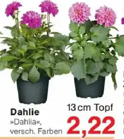 Jawoll Dahlie Angebot