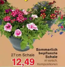 Jawoll Sommerlich bepflanzte Schale Angebot