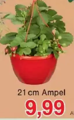 Jawoll Erdbeerpflanzen Angebot