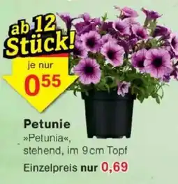 Jawoll Petunie Angebot