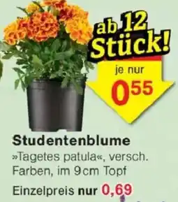 Jawoll Studentenblume Angebot