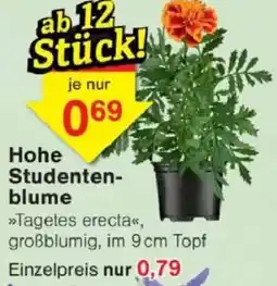 Jawoll Hohe Studentenblume Angebot