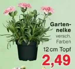 Jawoll Gartennelke Angebot