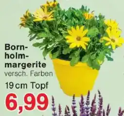 Jawoll Born holmmargerite Angebot