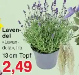 Jawoll Lavendel Angebot