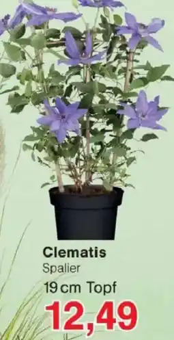Jawoll Clematis Angebot