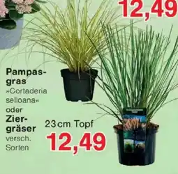Jawoll Pampasgras oder Ziergräser Angebot