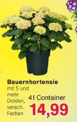 Jawoll Bauernhortensie Angebot