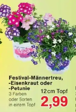 Jawoll Festival-Männertreu, -Eisenkraut oder -Petunie Angebot