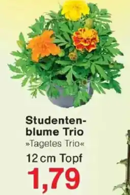 Jawoll Studentenblume Trio Angebot