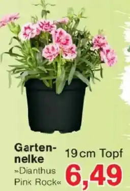 Jawoll Gartennelke Angebot