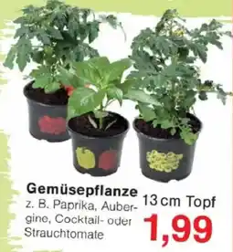 Jawoll Gemüsepflanze Angebot