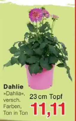 Jawoll Dahlie Angebot